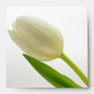 Single White Tulip Envelopes