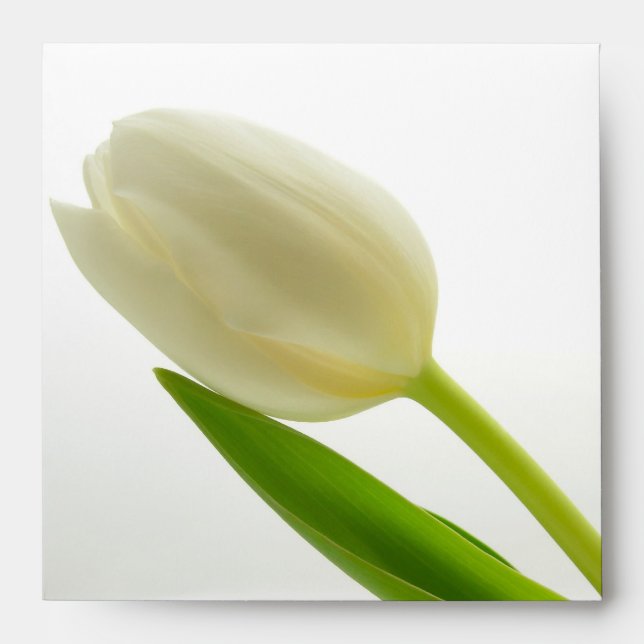 Single White Tulip Envelopes (Front)