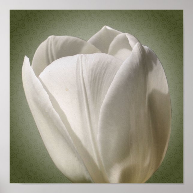 Single White Tulip Flower Poster (Front)