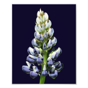 Single Wild Purple Lupine Flower 8x10 Photo Print