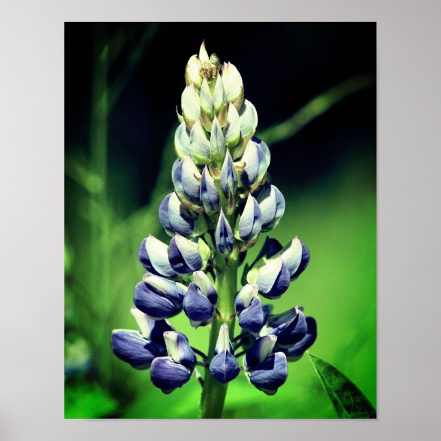 Single Wild Purple Lupine Flower  Poster (Front)