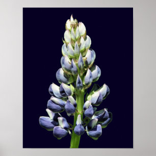 Single Wild Purple Lupine Flower Poster