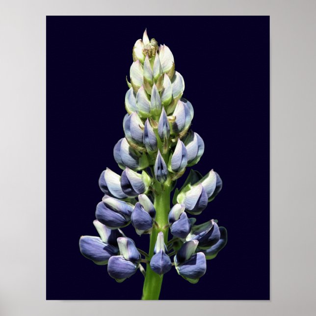 Single Wild Purple Lupine Flower  Poster (Front)