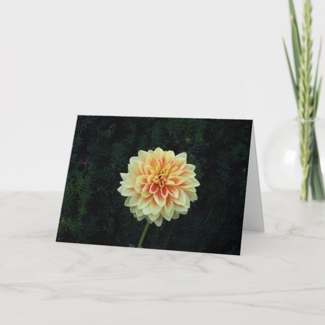 Single Yellow Chrysanthemum Card (Front)
