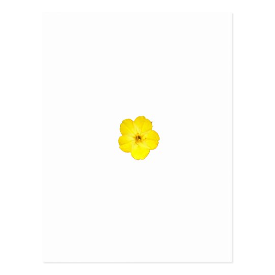 Single Yellow Four O'Clock Postcard