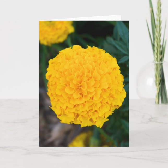 Single Yellow Marigold Greeting Card (Front)