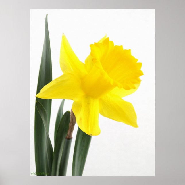Single Yellow Narcissus Daffodil Poster (Front)