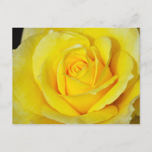 Single yellow rose print postcard