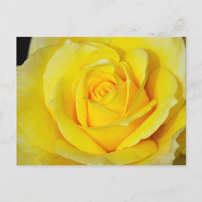 Single yellow rose print postcard (Front)