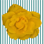 Single Yellow Rose Sculpture  Standing Photo Sculpture<br><div class="desc">This SingleYellow Rose design from Zazzle and Elizabeth's Creative Pursuits features a single yellow rose. It is also available with a single pink rose, a single red rose, or a single white rose. Red roses symbolise love and passion, yellow roses symbolise friendship, pink roses symbolise admiration or affection, and white...</div>