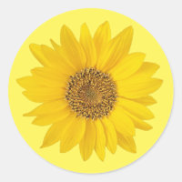 Single Yellow Sunflower
