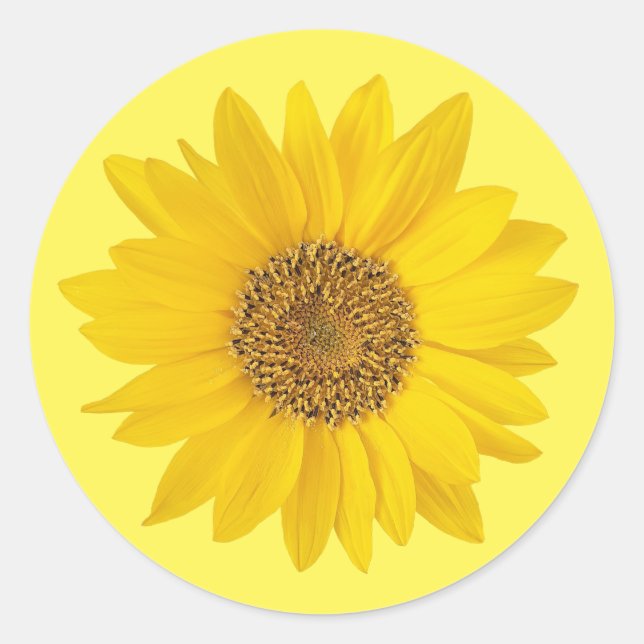 Single Yellow Sunflower Classic Round Sticker (Front)