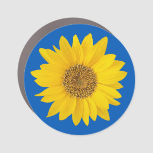 Single Yellow Sunflower on Blue Car Magnet
