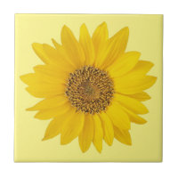 Single Yellow Sunflower on Light Yellow