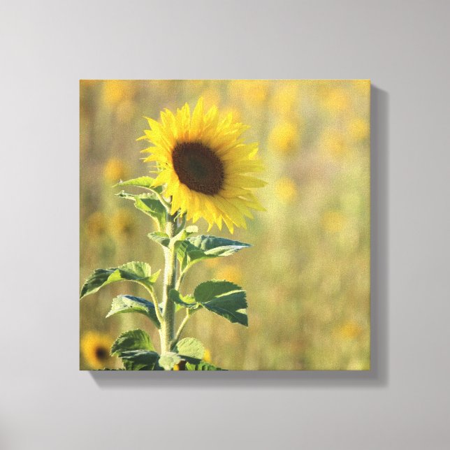 Single Yellow Sunflower Photograph Canvas Print (Front)
