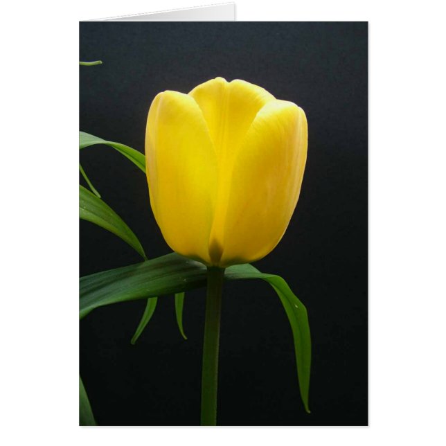 Single yellow tulip flower (Front)
