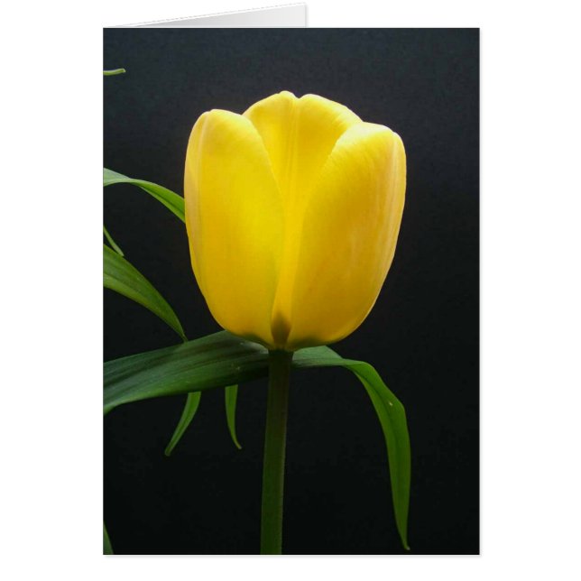 Single yellow tulip flower (Front)