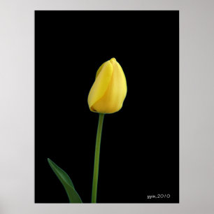 single yellow tulip flower poster