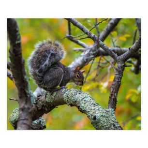 Sinister Squirrel 24 x 20 Kodak Pro Photo Paper Print