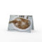 Sink cat holiday card