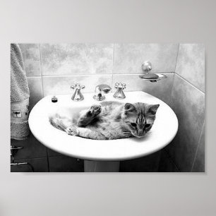 sink_cats_12 pets kitten animals adorable cuteness poster