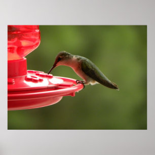 Sip sip little Hummer! Poster