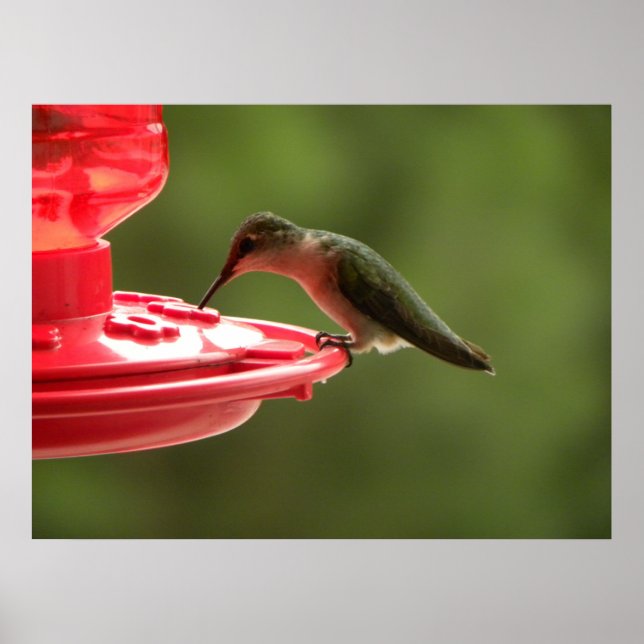 Sip sip little Hummer! Poster (Front)