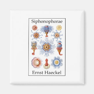 Siphonophorae by Ernst Haeckel Magnet
