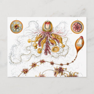 Siphonophorae Ernst Haeckel Fine Art Postcard
