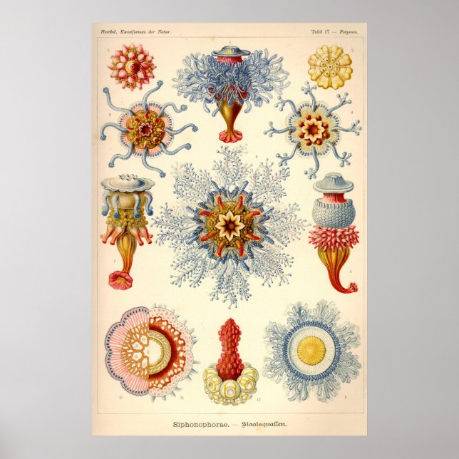 "Siphonophorae" Vintage Illustration Poster (Front)