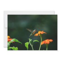 Sipping Nectar - Flat Greeting Card