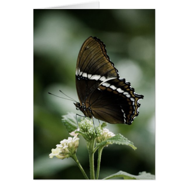 Siproeta Card (Front)