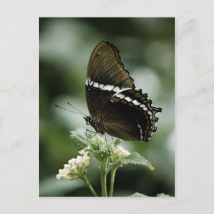 Siproeta Postcard