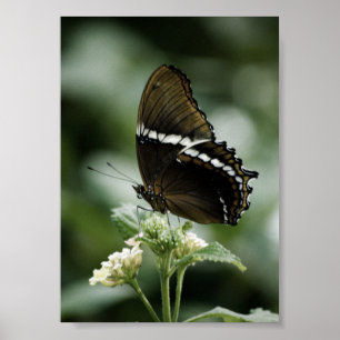 Siproeta Print