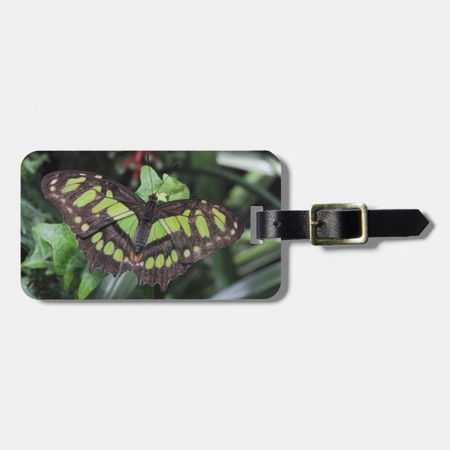 Siproeta stelenes luggage tag (Front Horizontal)
