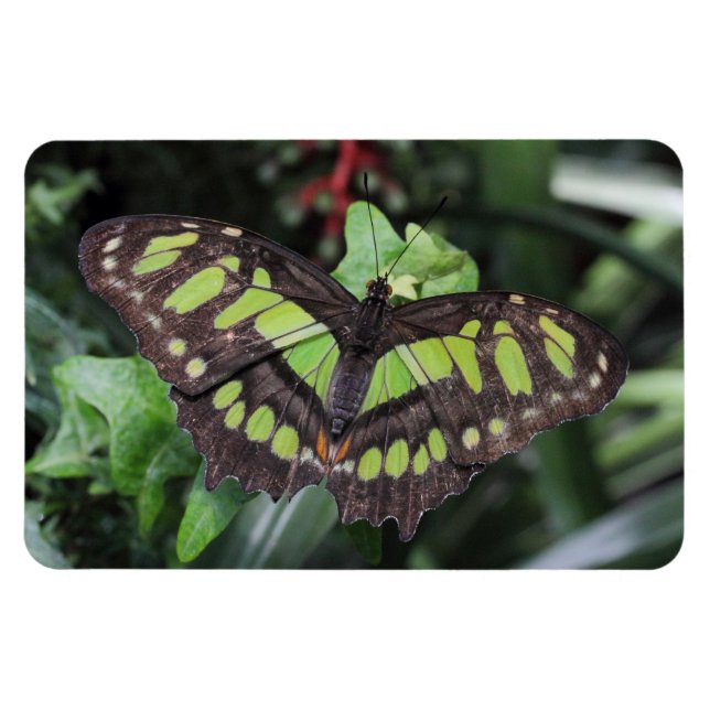 Siproeta stelenes magnet (Horizontal)