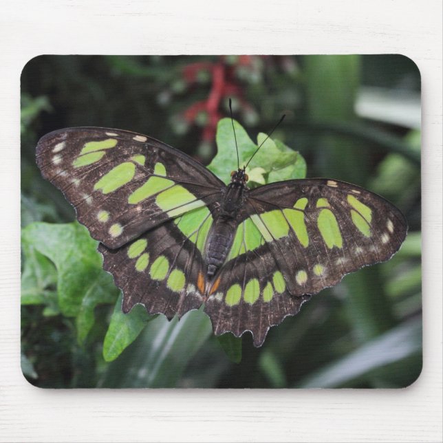 Siproeta stelenes mouse mat (Front)