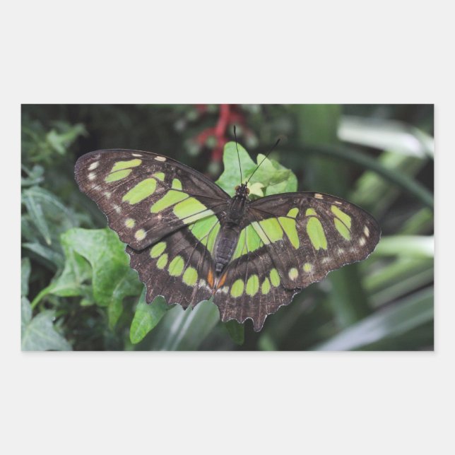 Siproeta stelenes rectangular sticker (Front)