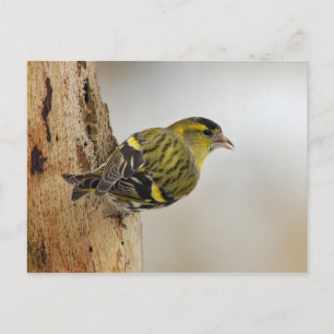 Siskin postcard