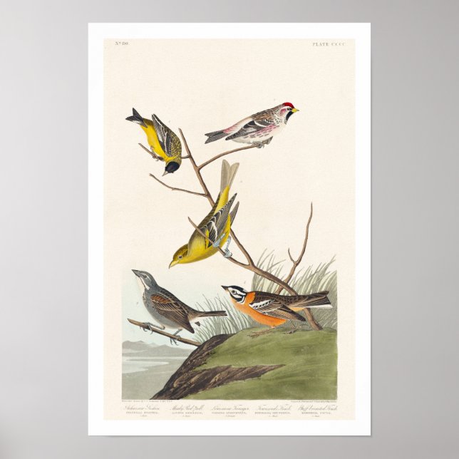 Siskin, Red-poll, Tanager, Bunting, Finch Poster (Front)
