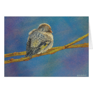 Siskin Siesta