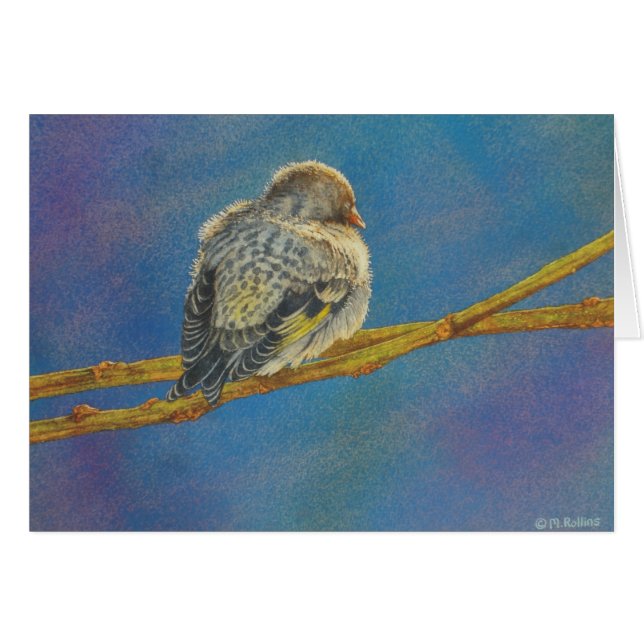 Siskin Siesta (Front Horizontal)