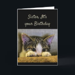 Sister can't Hide It's your Birthday Cute Kitten Card<br><div class="desc">Sister,  It's your Birthday and no you can't hide from it.   Have a Happy Birthday!   Cute scared looking kitten</div>