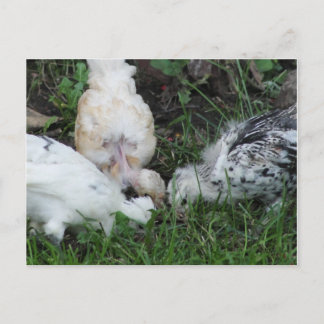 "Sisterly Love"   3 hen Chicks Postcard