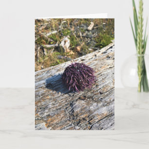 Sisters Rock State Park, Oregon Coast Card