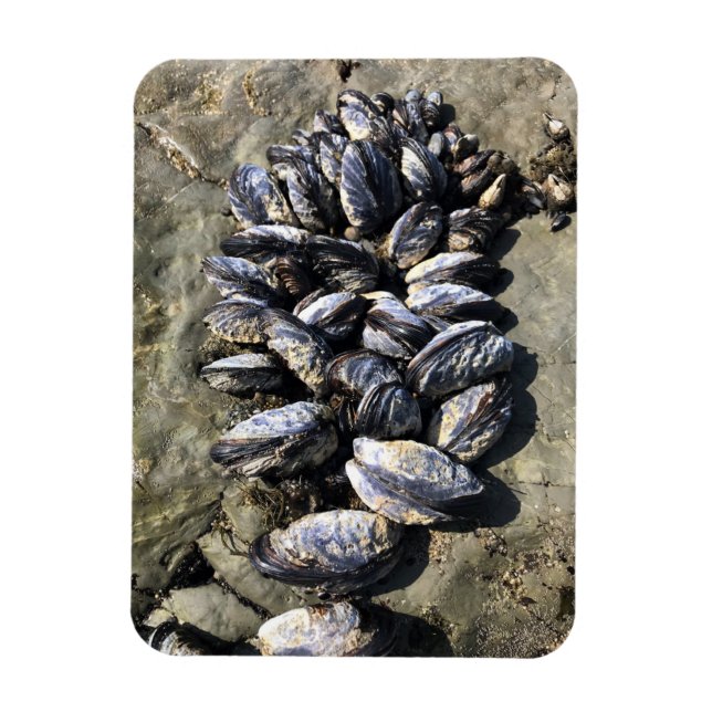Sisters Rock State Park, Oregon Coast Magnet (Vertical)