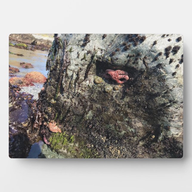 Sisters Rock State Park, Oregon Coast Plaque (Front)