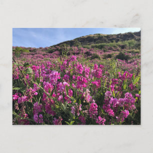 Sisters Rock State Park, Oregon Coast Postcard