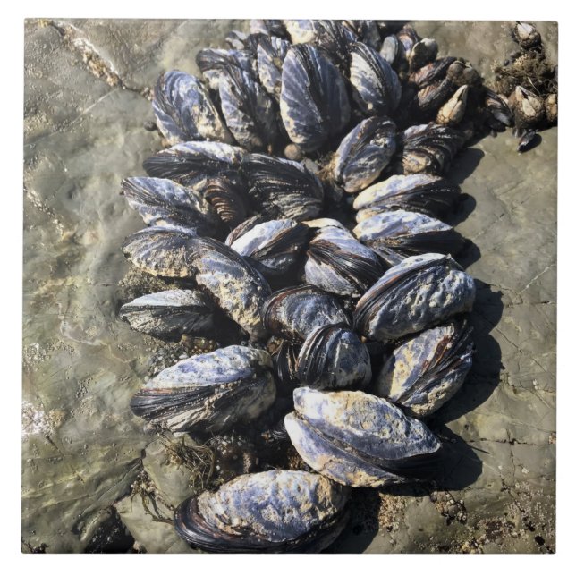 Sisters Rock State Park, Oregon Coast Tile (Front)