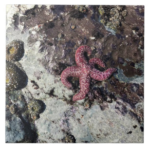 Sisters Rock State Park, Oregon Coast Tile